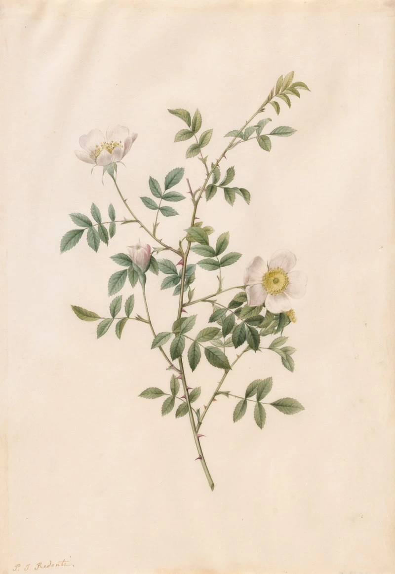 Rosa Sepium Rosea - Cleveland Museum of Art